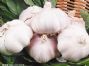 nomal white garlic
